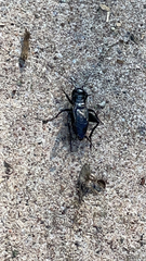 Gryllus pennsylvanicus