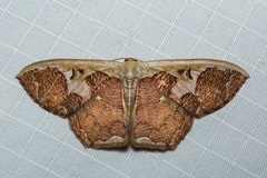Zythos avellanea