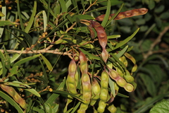 Acacia confusa