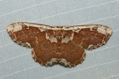 Orthoserica rufigrisea