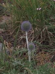 Echinops latifolius