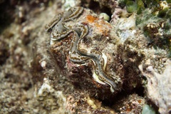 Tridacna maxima