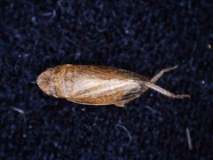 Aphrodinae