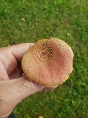 Lanmaoa pseudosensibilis