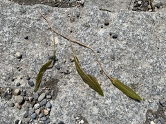 Potamogeton × angustifolius