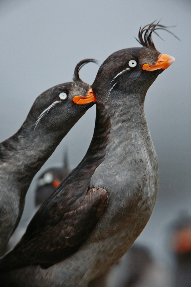 Typical Auklets