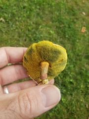 Lanmaoa pseudosensibilis
