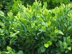 Gomphandra luzoniensis