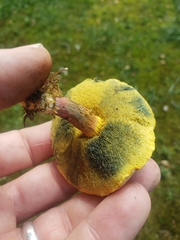 Lanmaoa pseudosensibilis