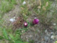 Carduus crispus