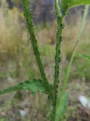 Carduus crispus