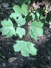 Acer