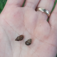 Bithynia tentaculata