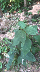 Eutrochium purpureum