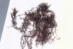 Hypnea musciformis