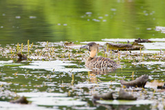 Thalassornis leuconotus