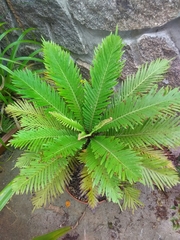 Blechnum gibbum