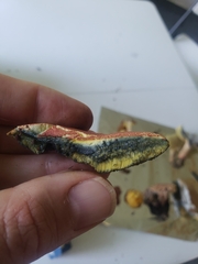 Lanmaoa pseudosensibilis