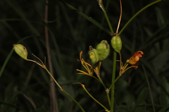 Iris domestica