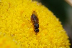Diptera