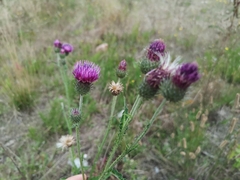 Carduus crispus