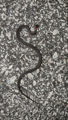 Storeria occipitomaculata