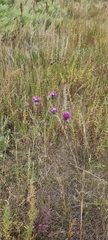 Centaurea scabiosa