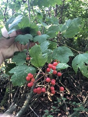 Viburnum opulus opulus