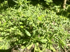 Eryngium foetidum