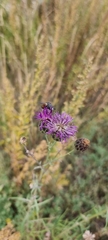 Centaurea scabiosa