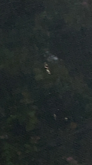 Microcentrum retinerve