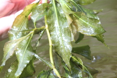 Potamogeton lucens