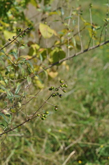 Ligustrum vulgare