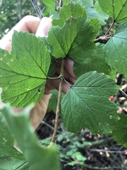 Viburnum opulus opulus