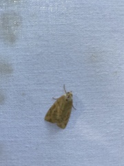 Cosmia trapezina