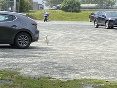 Numida meleagris domesticus