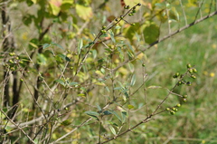 Ligustrum vulgare