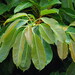 Ficus caulocarpa - Photo ללא זכויות יוצרים, הועלה על ידי 葉子