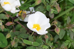 Cistus salviifolius