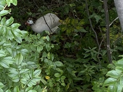 Numida meleagris domesticus