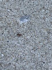Formica pallidefulva