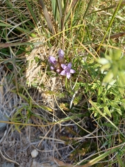 Gentianella
