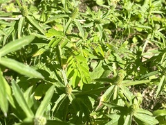 Eryngium foetidum