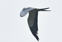 Elanoides forficatus