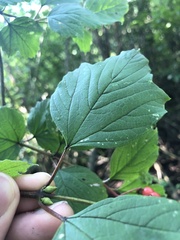 Viburnum opulus opulus