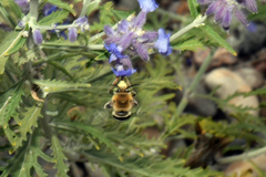 Anthophora californica