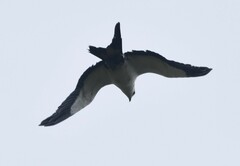 Elanoides forficatus