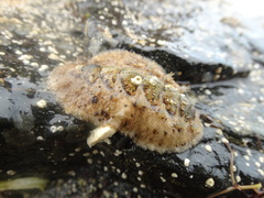 Acanthochitona fascicularis