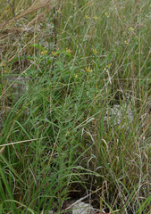 Pimelea sericostachya