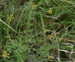 Pimelea sericostachya